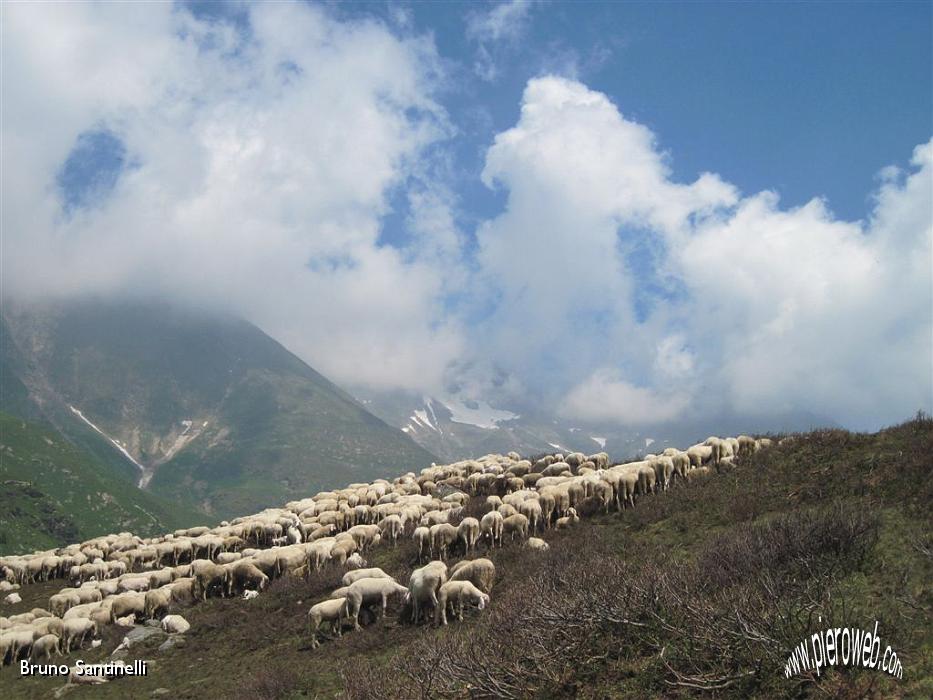 28 nuvole e pecore.jpg